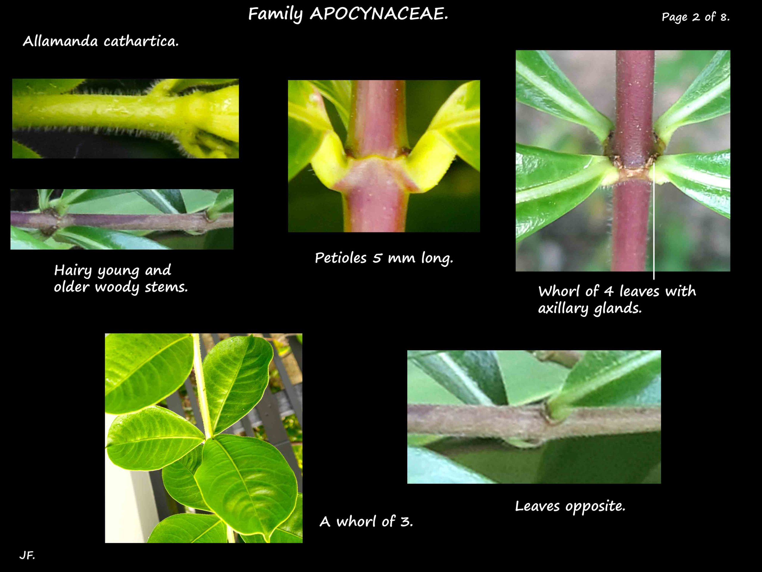 2 Leaf arrangement in Allamanda cathartica
